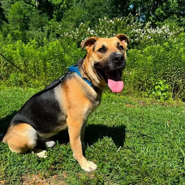 An adult large-sized male Black German Shepherd Dog dog named Junior for adoption in Hope Mills, NC