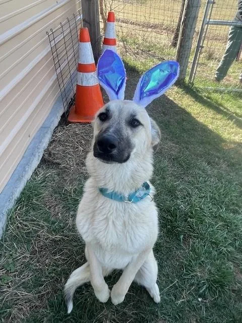 A young large-sized female Yellow / Tan / Blond / Fawn Anatolian Shepherd dog named Daisy for adoption in Augusta, WV