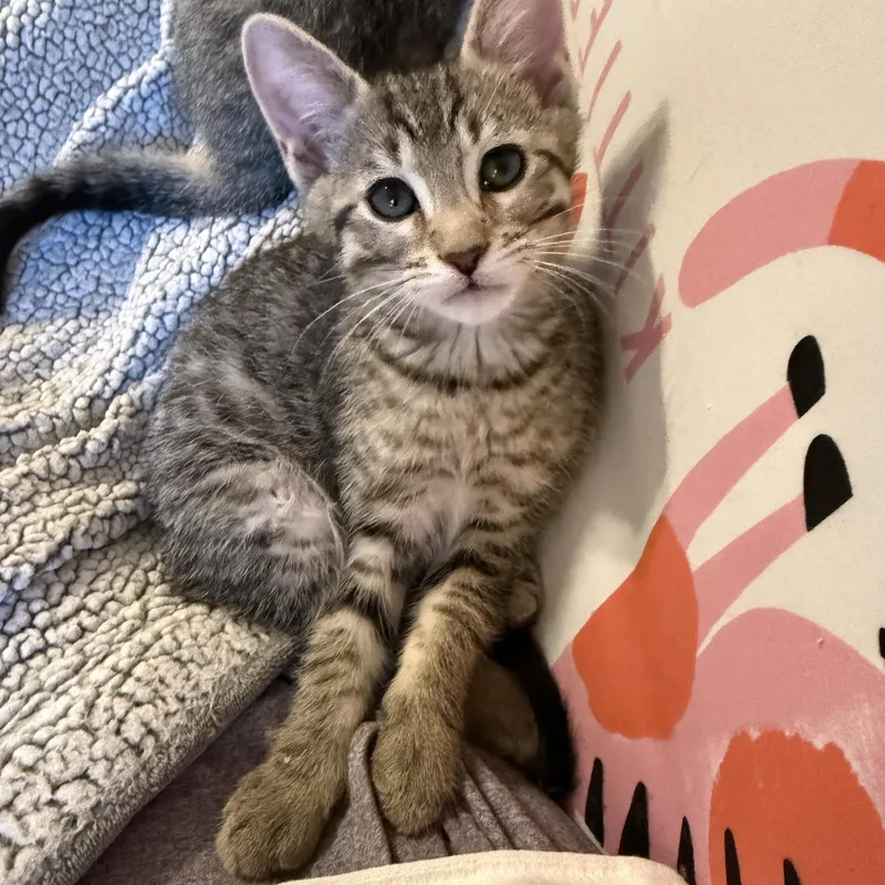 A baby medium-sized male Tabby (Brown / Chocolate) Domestic Short Hair cat named Lucky Charms  Acorn for adoption in Leesburg, VA
