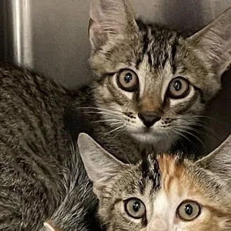 A baby small-sized female Brown / Chocolate Domestic Short Hair cat named Violet for adoption in Port Charlotte, FL
