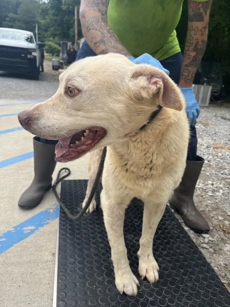 An adult large-sized male Labrador Retriever dog named Junior for adoption in Lawrenceburg, TN