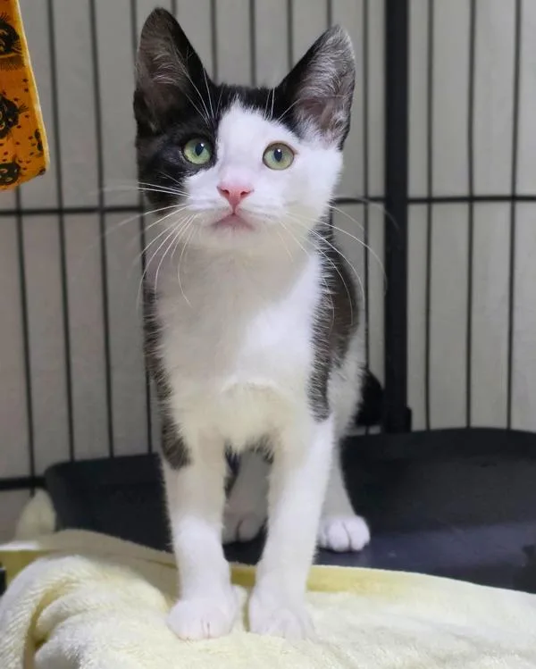 A baby small-sized female Domestic Short Hair cat named Ono for adoption in Novato, CA