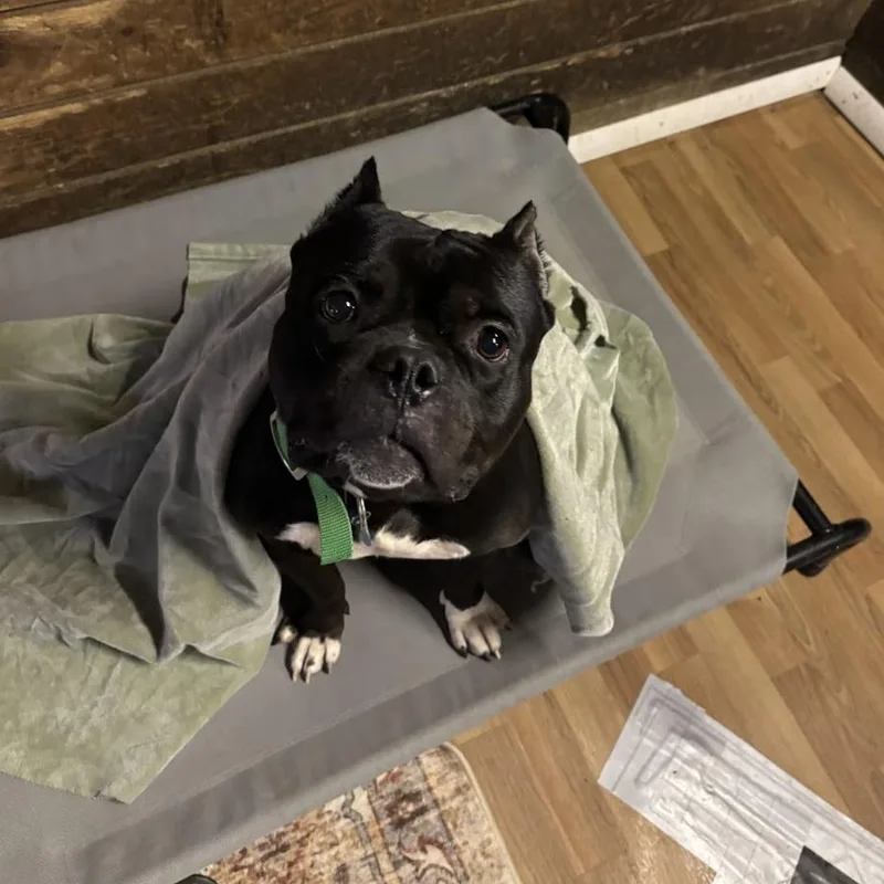 An adult medium-sized male Black Mixed Breed dog named Mojo for adoption in Bangall, NY