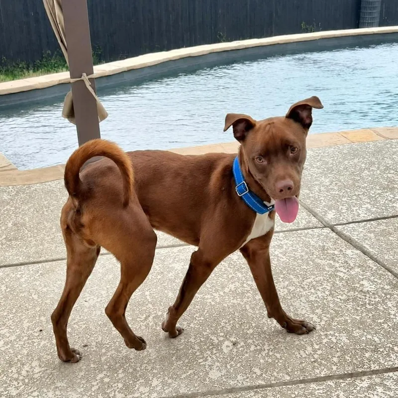 A young medium-sized male Brown / Chocolate Labrador Retriever dog named Hershey for adoption in San Antonio, TX