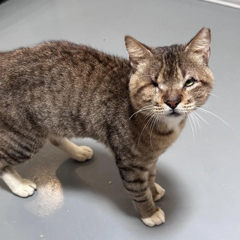 Papã­ thumbnail 2