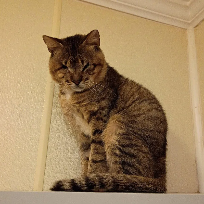 Papã­ thumbnail 3