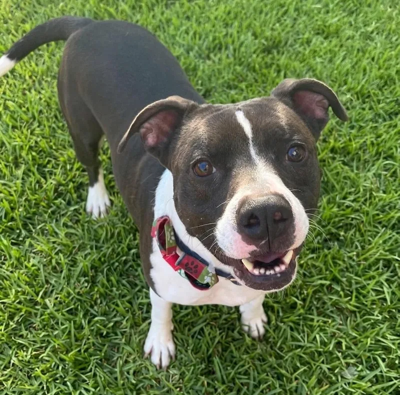An adult large-sized male Pit Bull Terrier dog named Duke for adoption in Roswell, GA