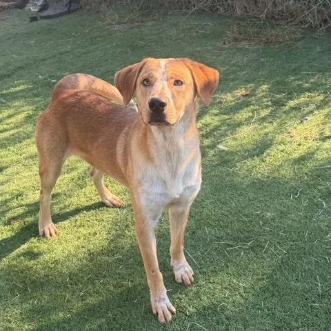 A young medium-sized male Hound dog named Willie for adoption in Mooresville, NC