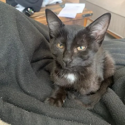 A baby small-sized female Domestic Short Hair cat named Black Magic Margarita for adoption in Redmond, WA