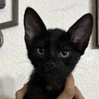Black Magic Margarita thumbnail 3