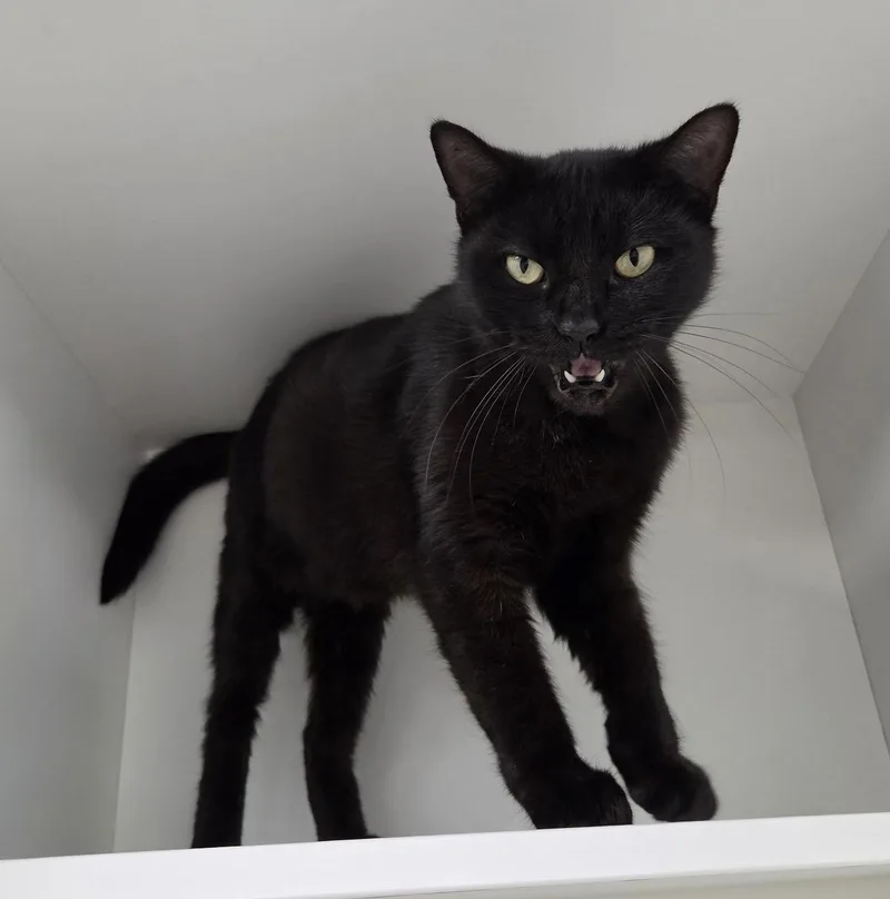 A young medium-sized male Black Domestic Short Hair cat named Little Bear for adoption in Satellite Beach, FL
