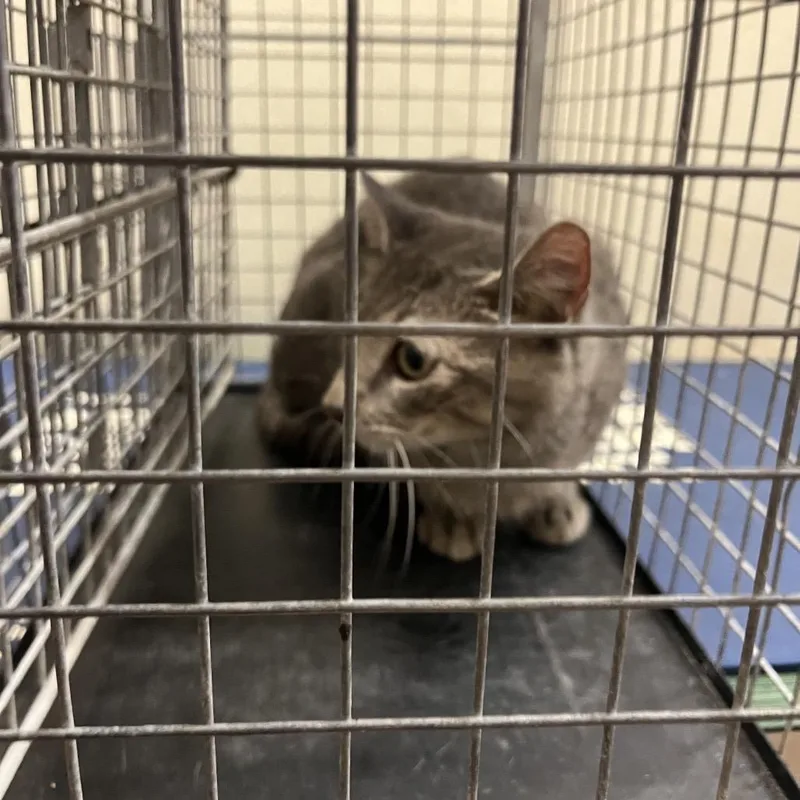 A young medium-sized female Gray / Blue / Silver Domestic Short Hair cat named Watermelon for adoption in Lake Jackson, TX