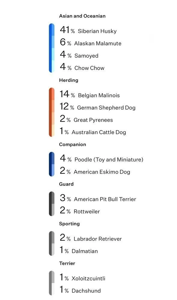 A baby large-sized male White / Cream Siberian Husky dog named Sprout for adoption in Frisco, TX