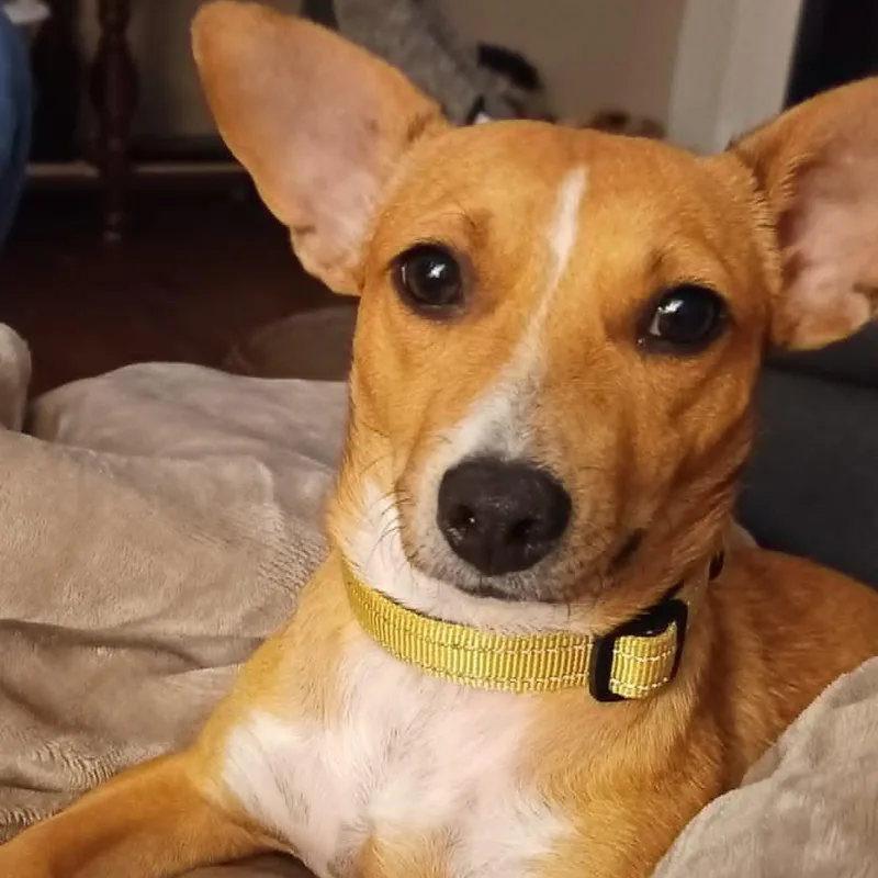 A young small-sized female Mixed Breed dog named Polly for adoption in Blacksburg, VA