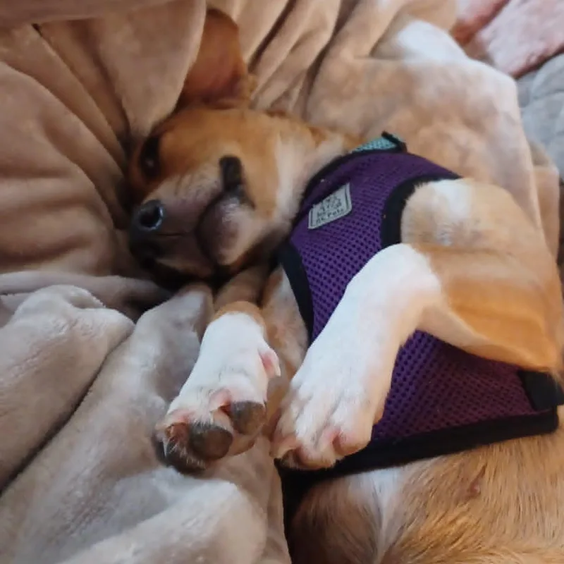 Polly thumbnail 3