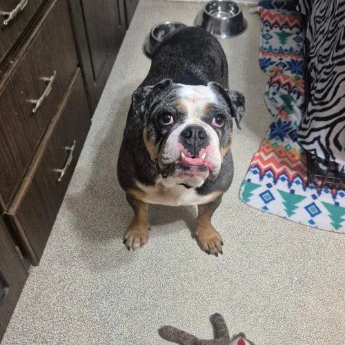 A young medium-sized female Tricolor (Brown, Black, & White) English Bulldog dog named Leia for adoption in Chicago, IL