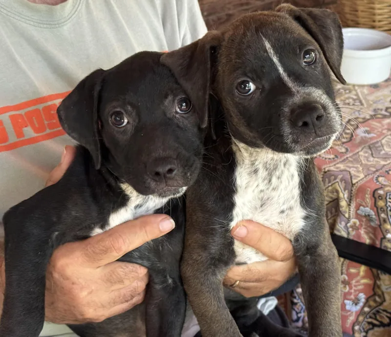 A baby medium-sized female Black Labrador Retriever dog named Betsy for adoption in Water Valley, MS