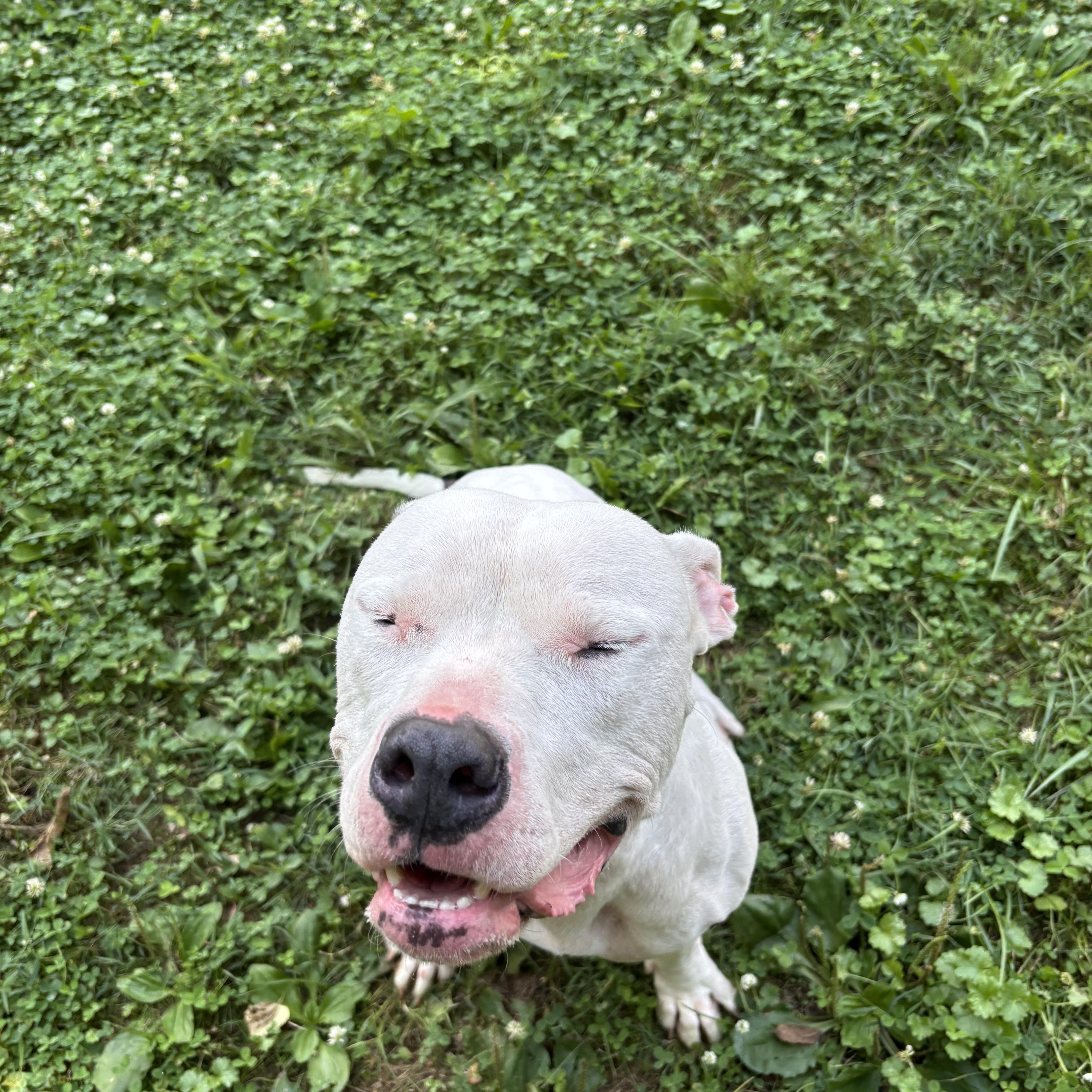 A young medium-sized female White / Cream Pit Bull Terrier dog named Halo for adoption in Circleville, OH