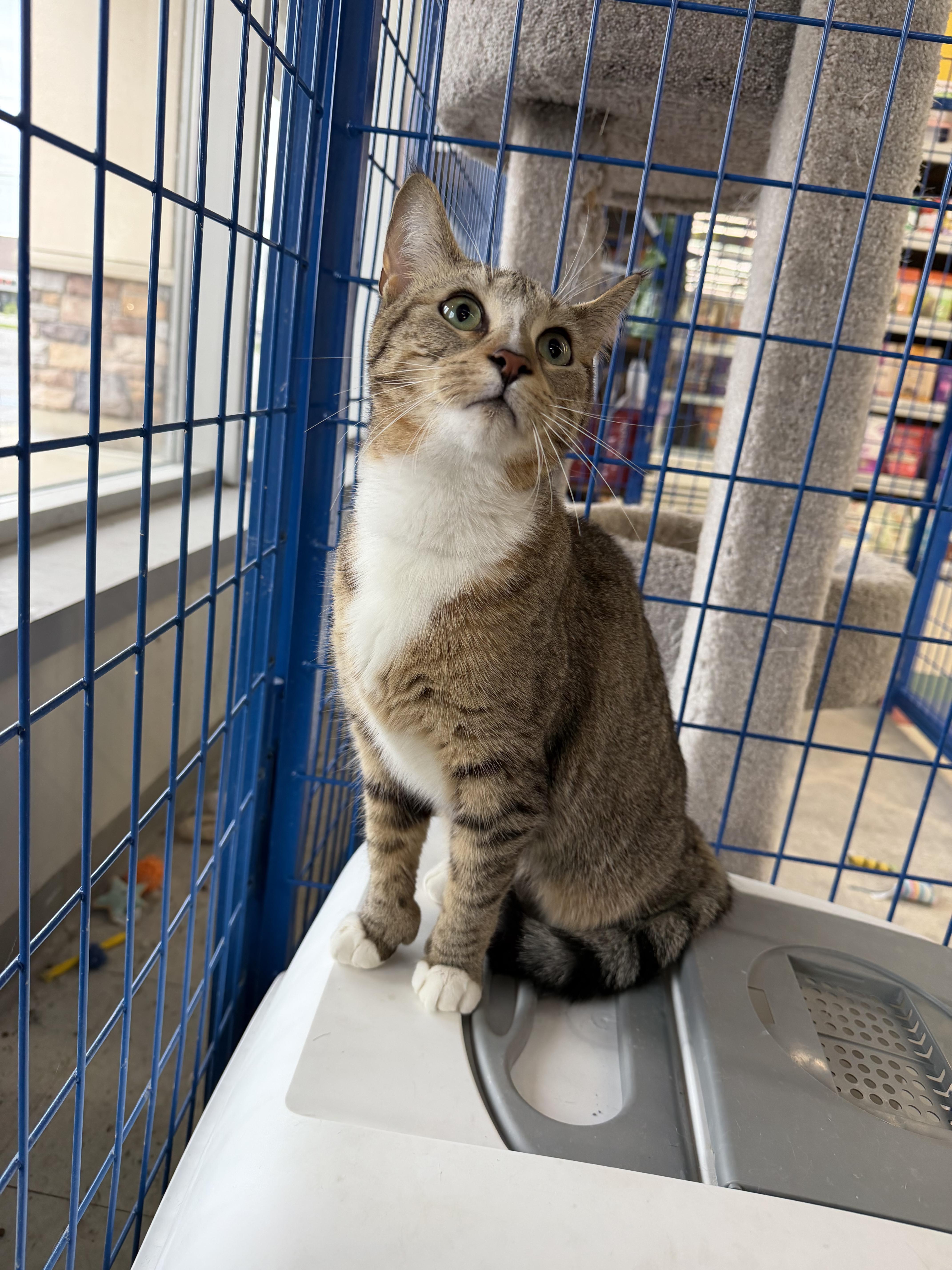 An adult medium-sized female Tabby (Brown / Chocolate) Tabby cat named Seraphine for adoption in fennville, MI