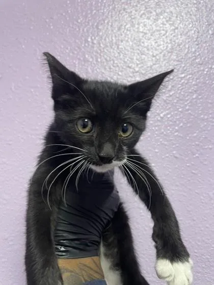 A baby small-sized male Black Domestic Short Hair cat named Tad for adoption in El Paso, TX