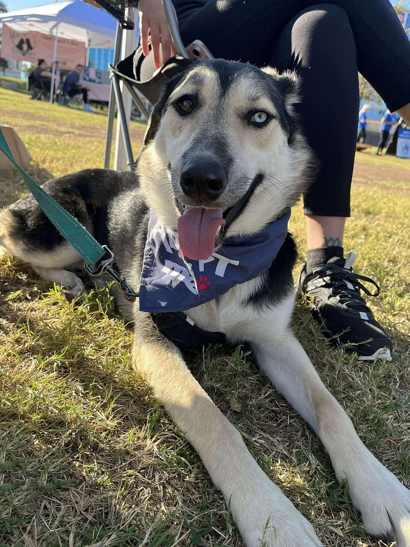 An adult medium-sized male Black Siberian Husky dog named Chance for adoption in Scottsdale, AZ