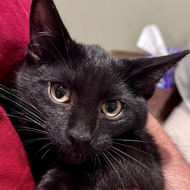 A baby small-sized male Black Domestic Short Hair cat named Claude for adoption in Traverse City, MI
