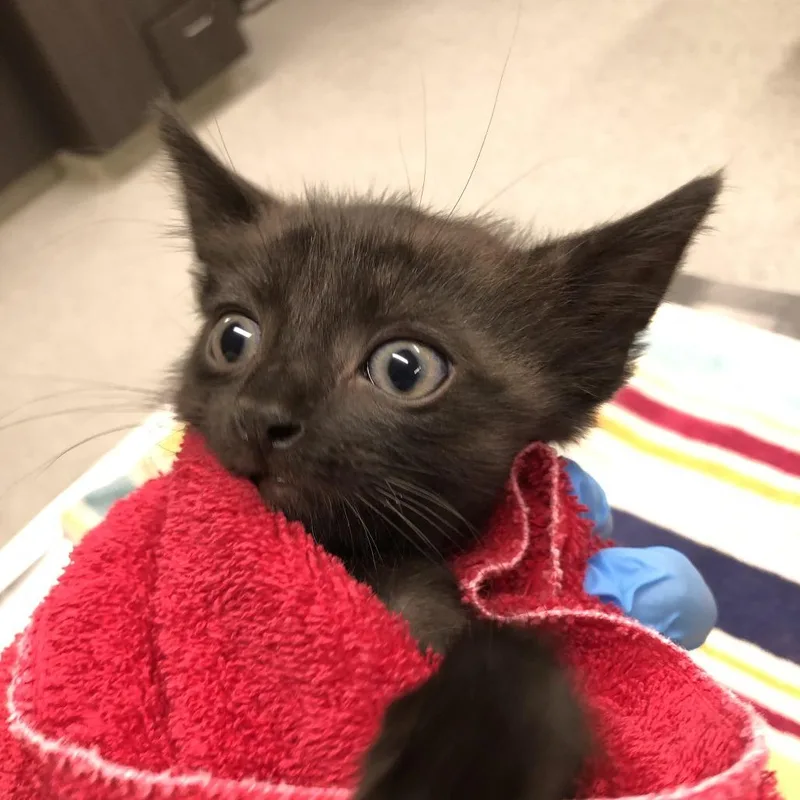 A baby small-sized male Black Domestic Short Hair cat named Onyx for adoption in Oak Park, IL