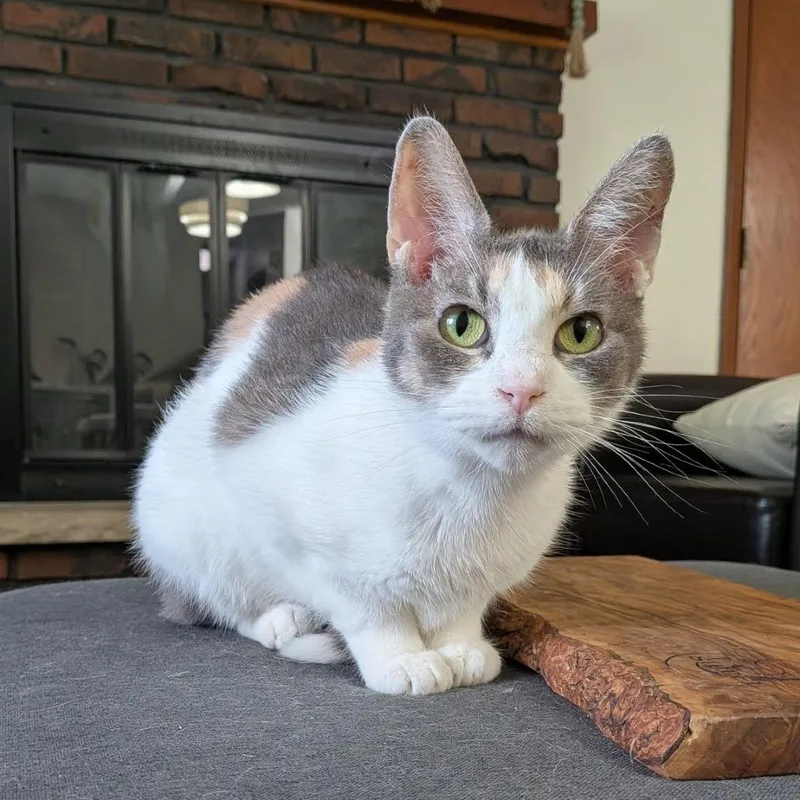 A baby medium-sized female Calico American Shorthair cat named Clementine $ for adoption in Milwaukee, WI
