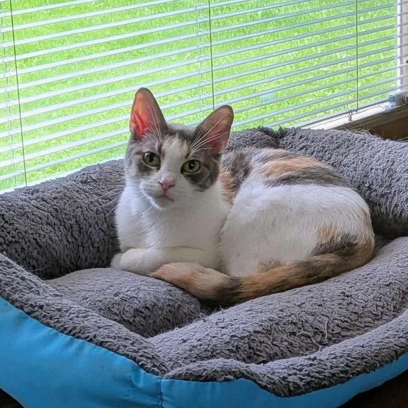 Clementine $ thumbnail 2