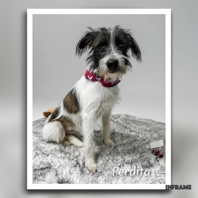 An adult small-sized female White / Cream Terrier dog named Perdita for adoption in Fredericksburg, VA