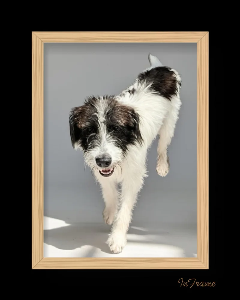 Perdita thumbnail 3