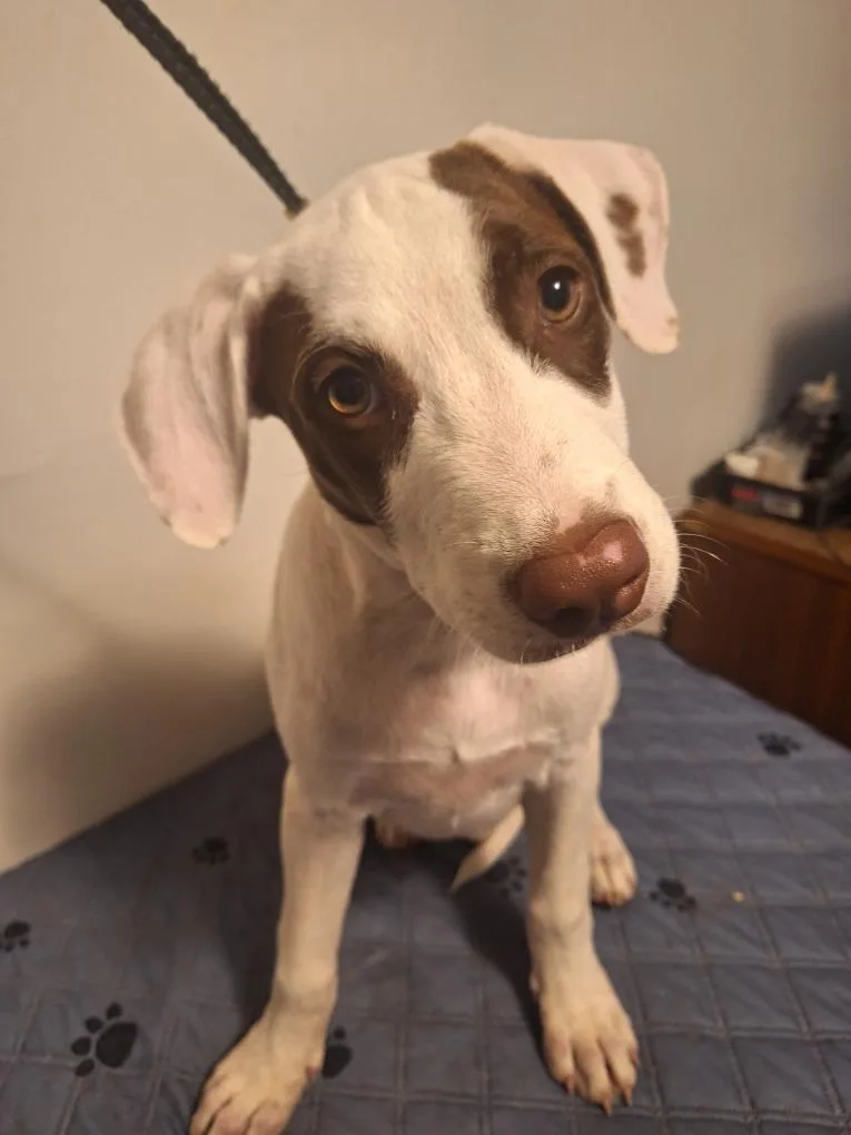 A young medium-sized male German Shorthaired Pointer dog named Indy for adoption in Melbourne, AR