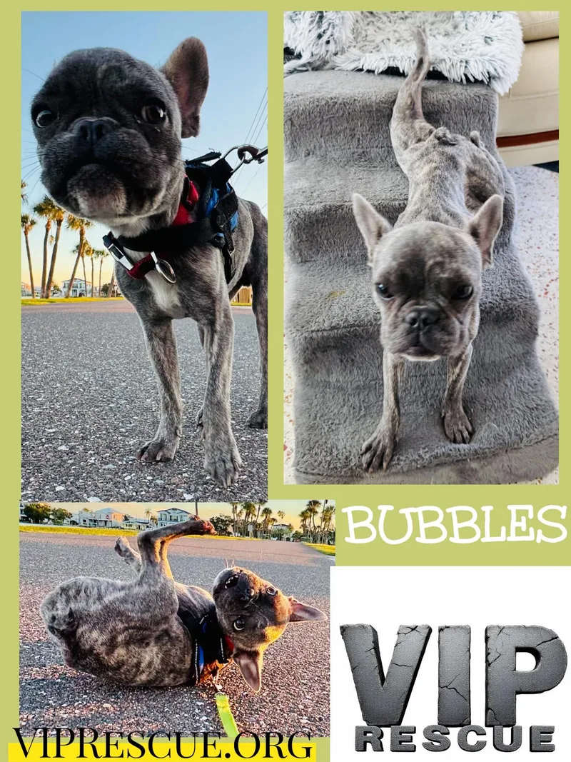 Bubbles  Redington Beach thumbnail 5
