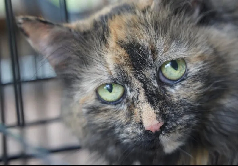 An adult medium-sized female Tortoiseshell Domestic Long Hair cat named Snap for adoption in Staten Island, NY