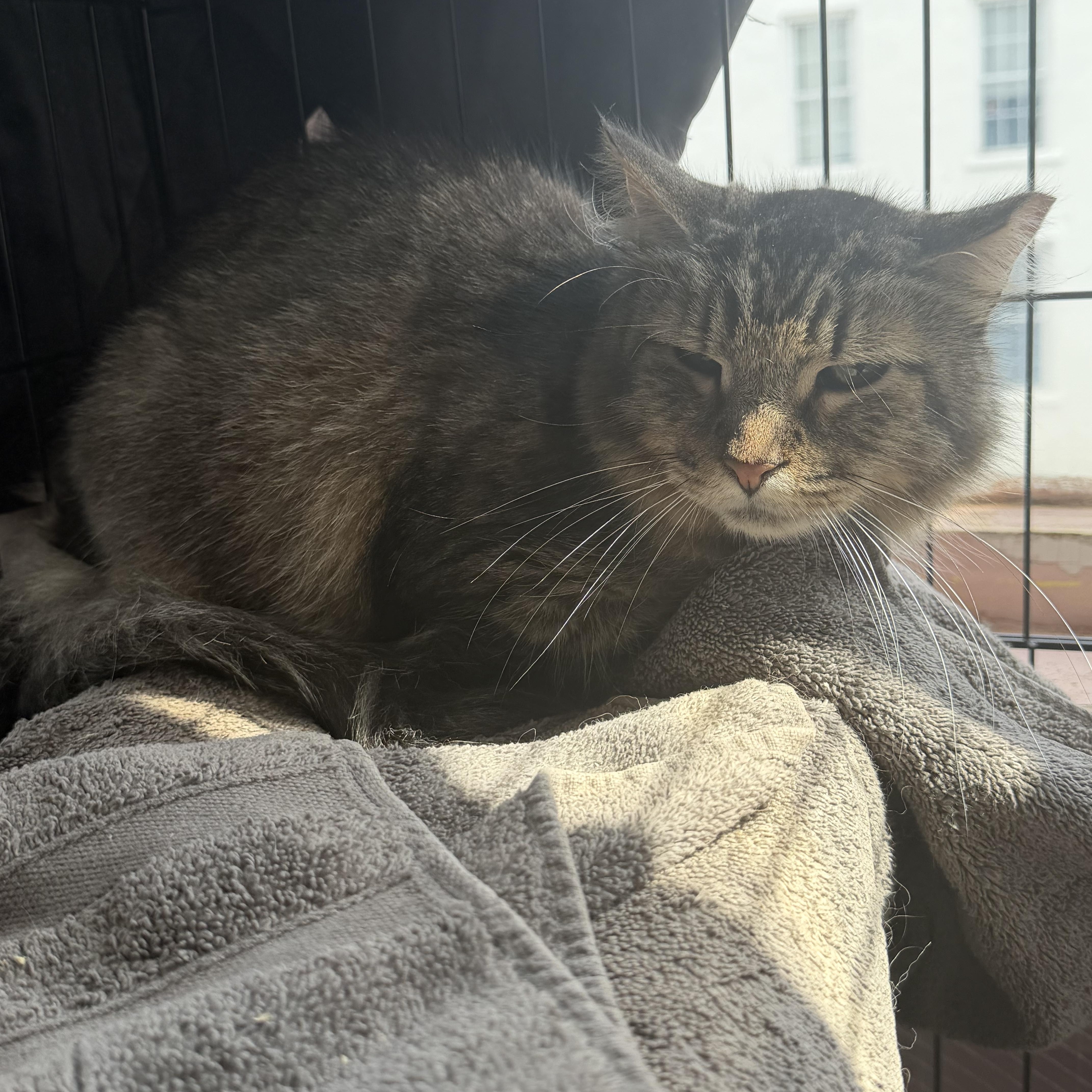 An adult large-sized male Tabby (Brown / Chocolate) Domestic Medium Hair cat named Jon Bon Jovi for adoption in Hudson, NY