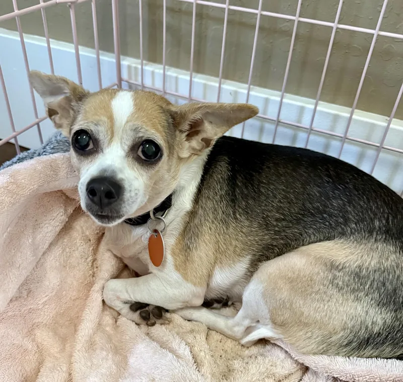 A senior small-sized female Chihuahua dog named Lily for adoption in Livermore, CA