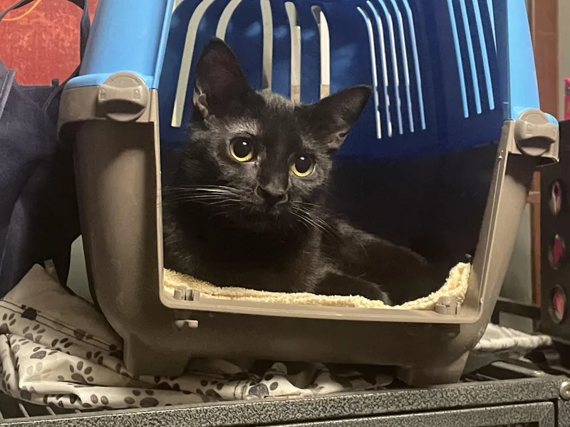 A baby small-sized female Black Domestic Short Hair cat named Little Diva "ld" for adoption in Holly, MI