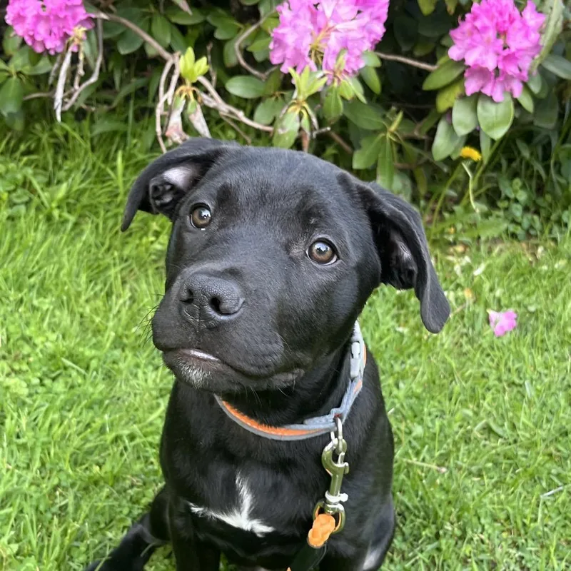 BensonPaws in Prison Graduate