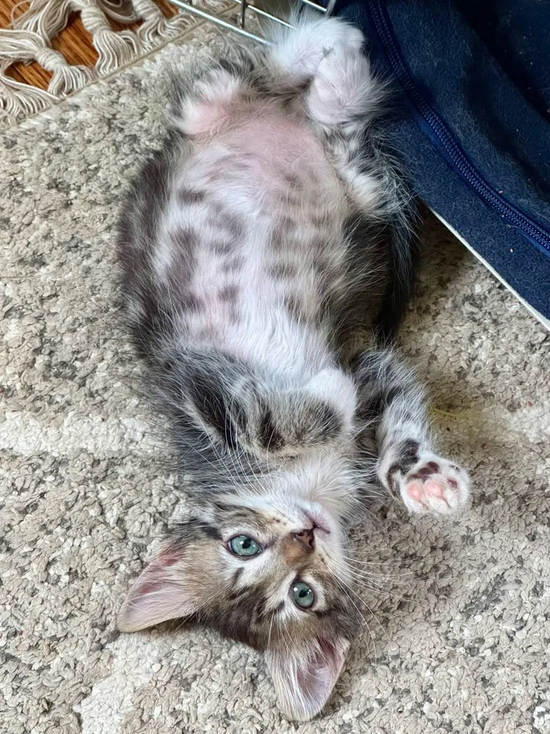 A baby small-sized female Tabby (Brown / Chocolate) Domestic Short Hair cat named Miso for adoption in Bloomsdale, MO