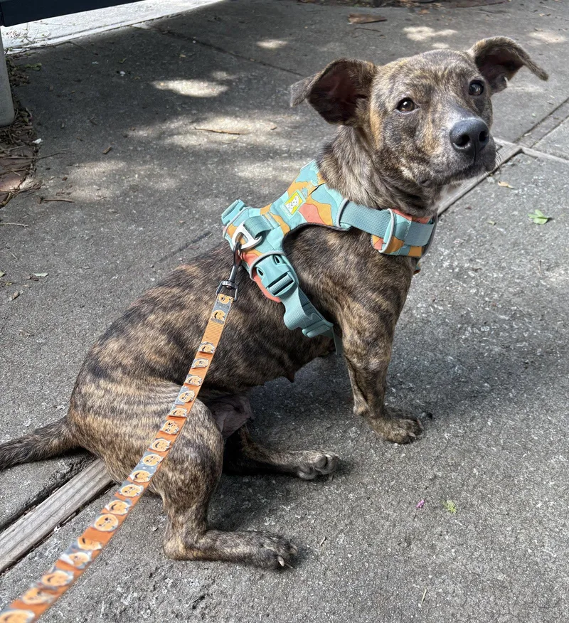 An adult medium-sized female Mixed Breed dog named Poptart for adoption in Mount Pleasant, SC
