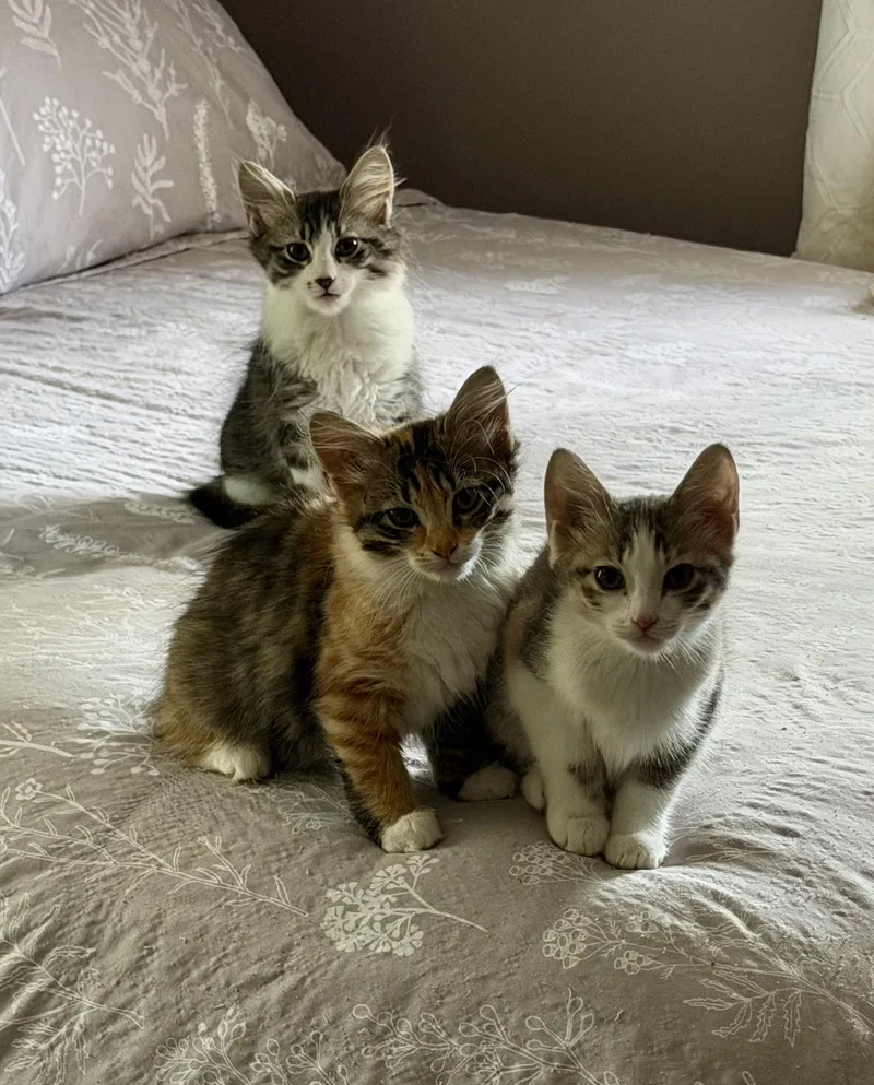 A baby small-sized female Domestic Short Hair cat named LOréal for adoption in Lacona, NY