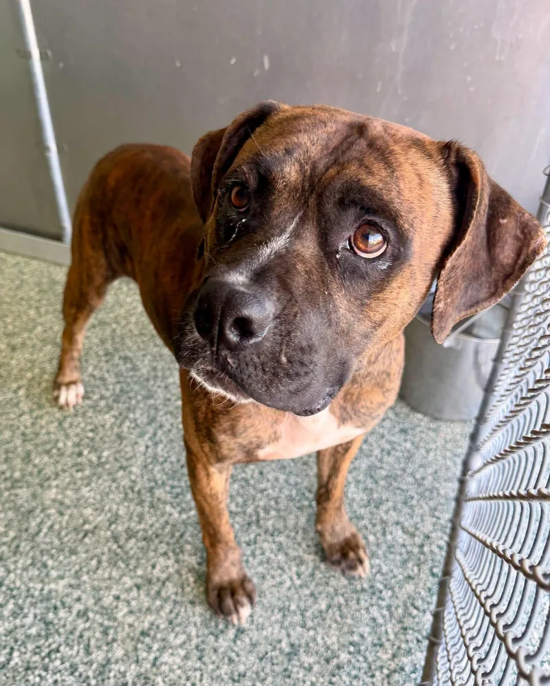 An adult medium-sized male Boxer dog named Rufus for adoption in Salisbury, NC