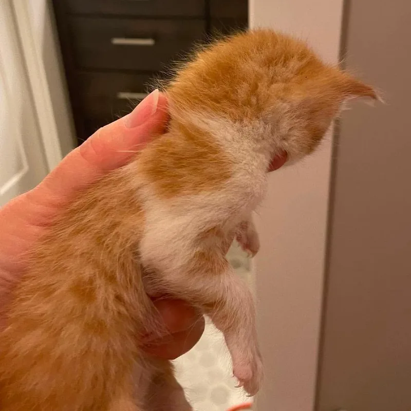 A baby small-sized male Orange / Red Domestic Short Hair cat named Robin for adoption in Nampa, ID