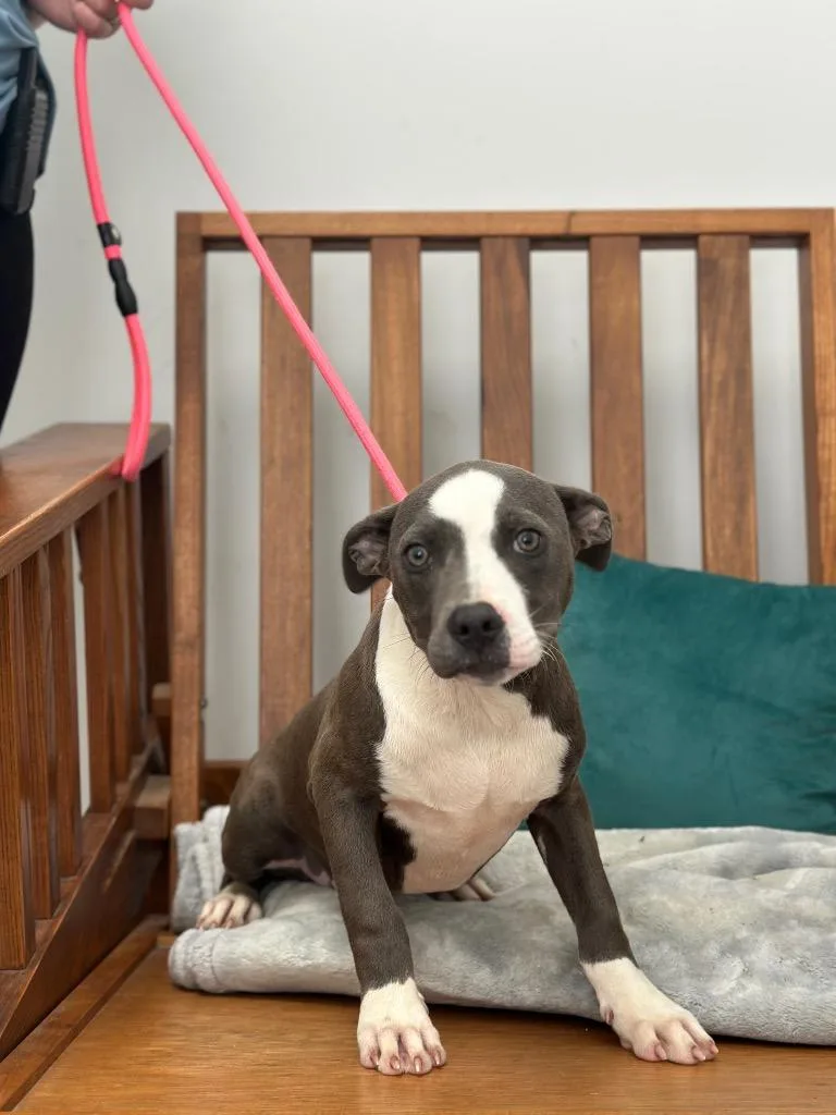 A baby medium-sized male Mixed Breed dog named Jesse for adoption in Cambridge, MD