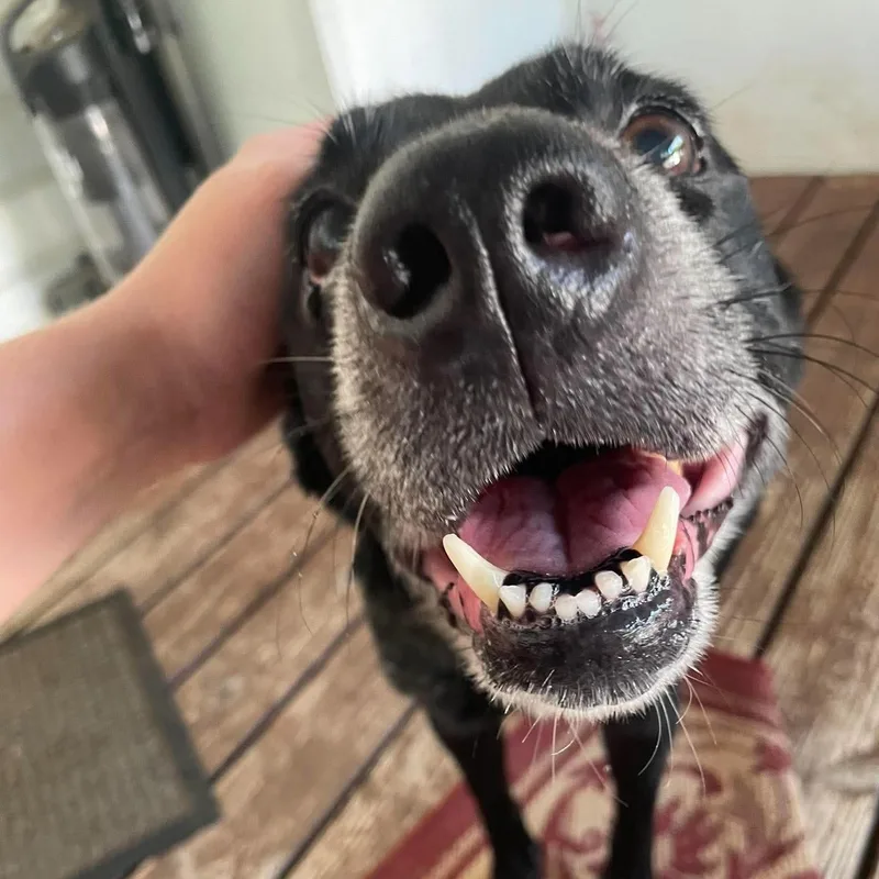 A senior medium-sized female Black Labrador Retriever dog named Dallas for adoption in Columbia, SC