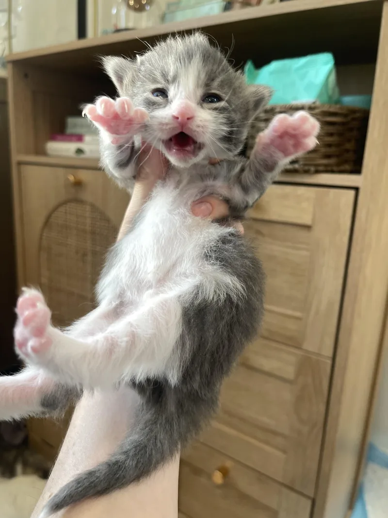 Cerulean thumbnail 2