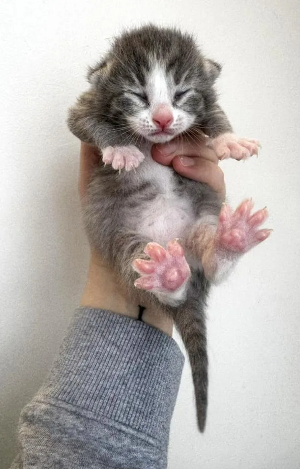 Cerulean thumbnail 3