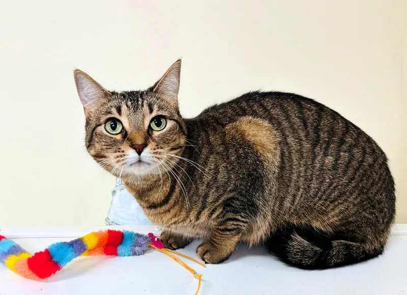 An adult medium-sized female Domestic Short Hair cat named Carla for adoption in Wayland, MA