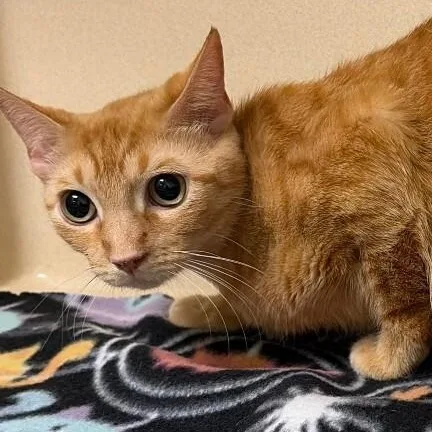 An adult medium-sized male Orange / Red Domestic Short Hair cat named Piglet for adoption in Elyria, OH