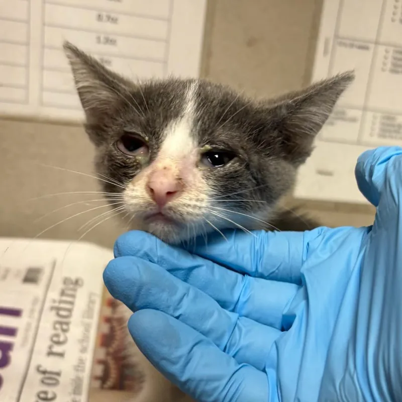 A baby small-sized female Domestic Short Hair cat named Squirtle for adoption in Yuma, AZ